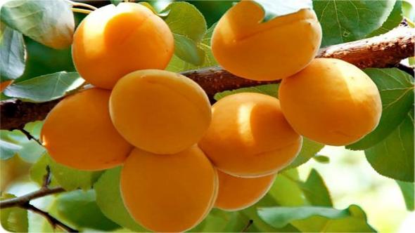 همه چیز درباره طب سنتی و فواید و مضرات این طب که نمیدانید طب سنتی آمریکایی