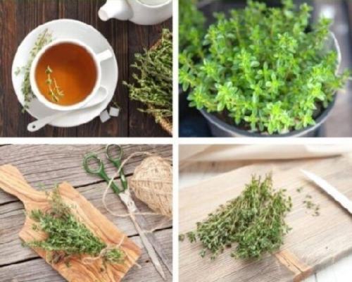 خواص آویشن خواص آویشن